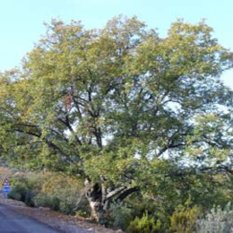 Roble carrasqueo